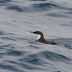 Craveri's Murrelet